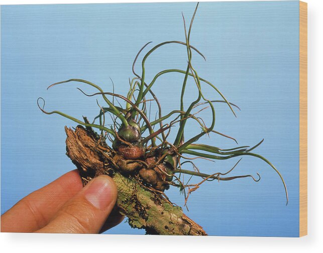 Tillandsia Bulbosa Wood Print featuring the photograph Tillandsia Bromeliad Plant On A Twig by Pascal Goetgheluck/science Photo Library
