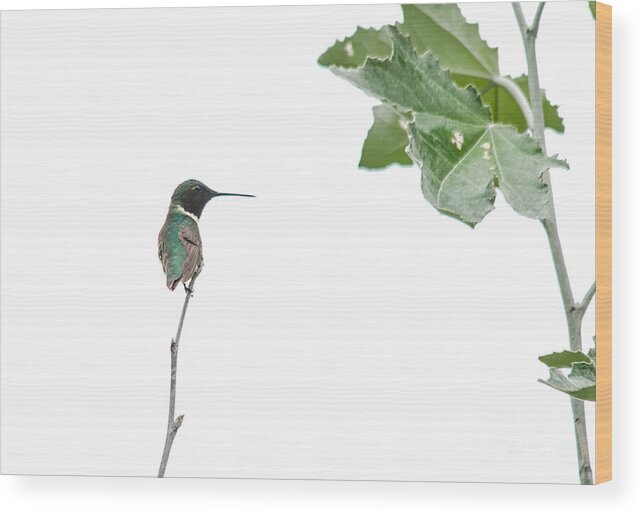 Minimalism Wood Print featuring the photograph Tiny Beauty by Cheryl Baxter