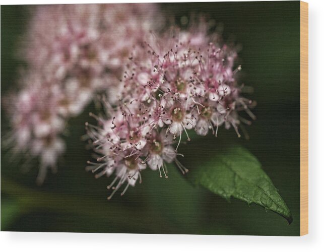 Flowers Wood Print featuring the photograph Tiny flowers by Michael McGowan