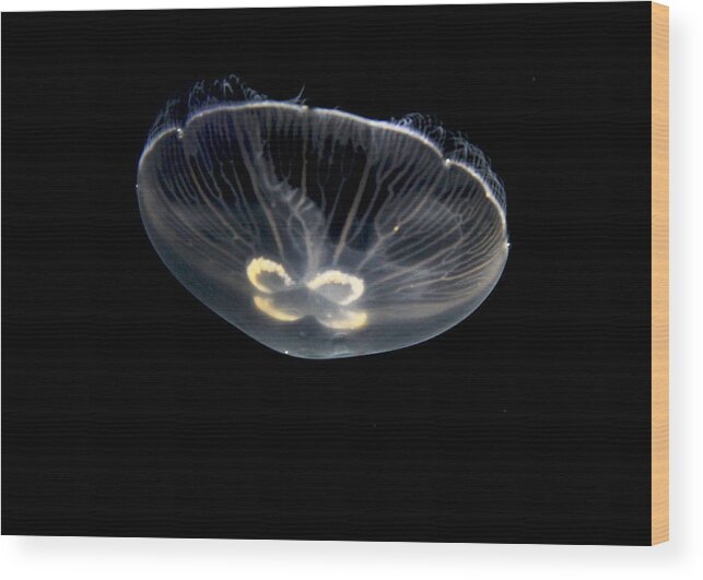 Baltimore Wood Print featuring the digital art Transparent Jellyfish by Sharon Batdorf