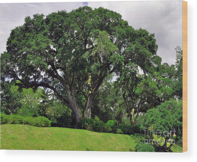 Tree By The River Wood Print featuring the photograph Tree By The River by Lydia Holly