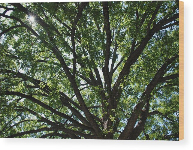 Tree Wood Print featuring the photograph Tree Canopy Sunburst by Kenny Glover