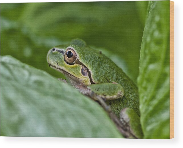 Betty Depee Wood Print featuring the photograph Tree Frog by Betty Depee