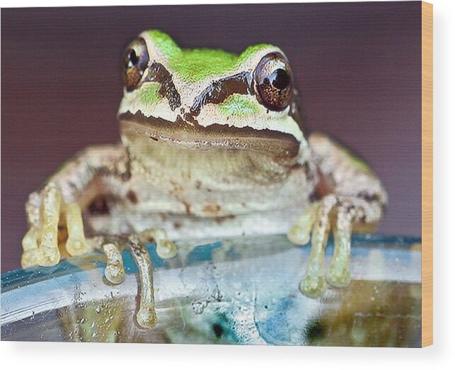 Jeannoren Wood Print featuring the photograph Tree Frog by Jean Noren