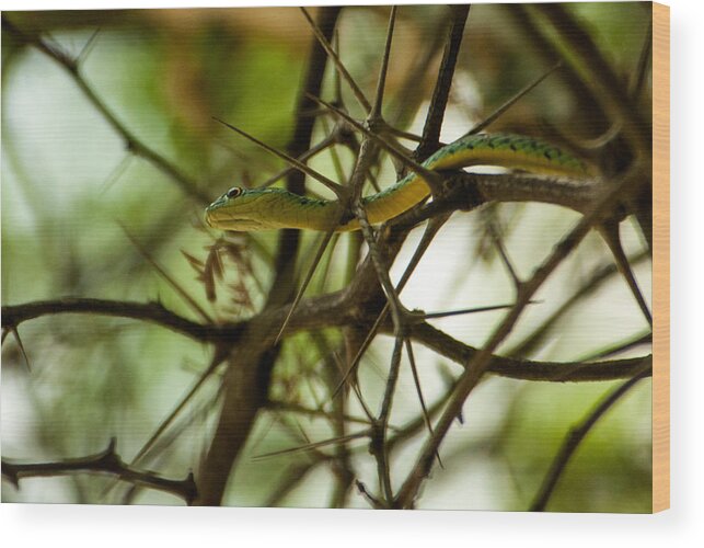 Africa Wood Print featuring the photograph Tree snake 2 by Alistair Lyne