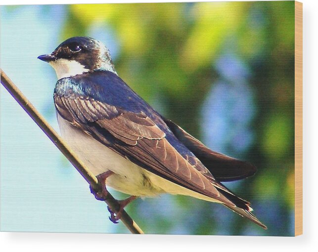 Tree Swallow Wood Print featuring the photograph Tree Swallow by William Fox