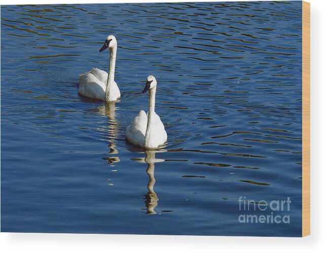 Trumpeter Swan Wood Print featuring the photograph Trumpeter Swans by Mark Newman