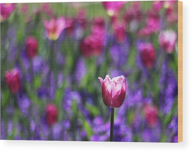 Flowers Wood Print featuring the photograph Tulip Field II by Jessica Jenney