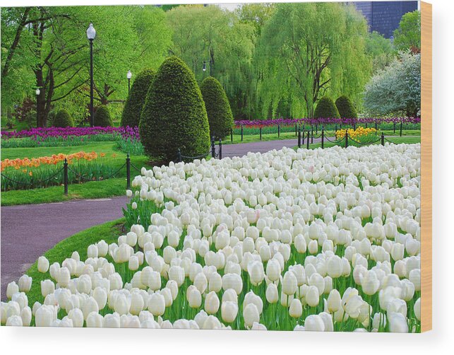 Tulips Wood Print featuring the photograph Tulips Boston Public Gardens by Michael Hubley