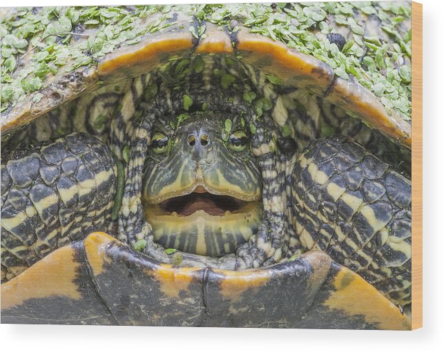 Turtle Wood Print featuring the photograph Turtle Covered with Duckweed by Steven Schwartzman