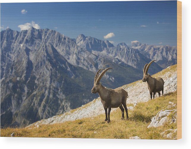 Horned Wood Print featuring the photograph Two Alpine Ibex in front of Mount Watzmann , Alps by DieterMeyrl