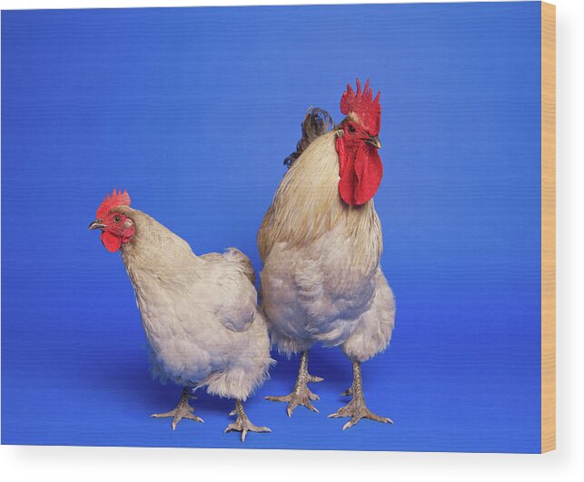 Hen Wood Print featuring the photograph Two Chickens by Square Dog Photography