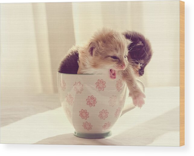 Two Wood Print featuring the photograph Two Cute Kittens in a Cup by Spikey Mouse Photography