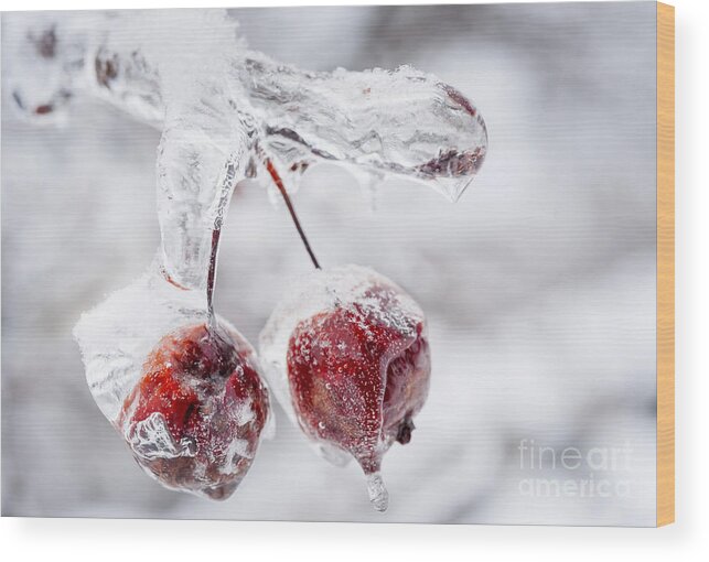 Crabapples Wood Print featuring the photograph Two frozen crab apples by Elena Elisseeva
