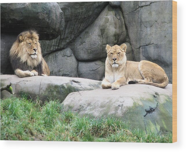 Animal Wood Print featuring the photograph Two Tranquil Lions by Lora Fisher