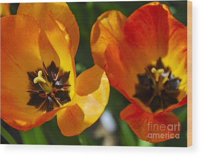 Tulip Wood Print featuring the photograph Two tulips by Elena Elisseeva