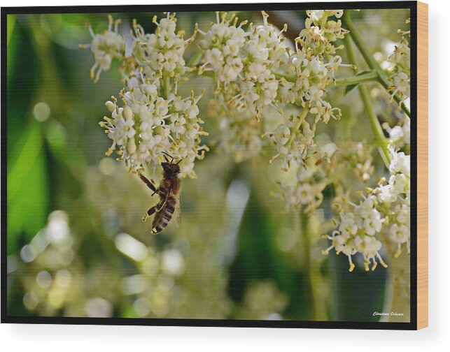 Nature Wood Print featuring the photograph Untamed Beeauty by Christina Ochsner