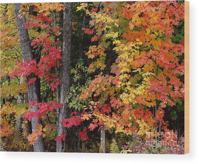 Fall Wood Print featuring the photograph Vermont October Woods by Alan L Graham