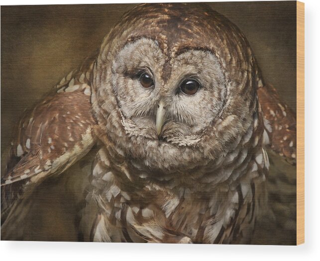 Owls Wood Print featuring the photograph Vilma Up Close by Pat Abbott
