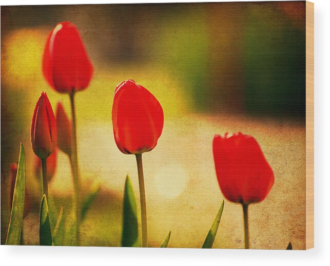 Abstract Wood Print featuring the photograph Vintage Tulip by Svetoslav Sokolov