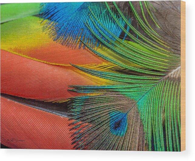 Peacock Feather Wood Print featuring the photograph Vivid Colored Feathers by Jeff Swanson