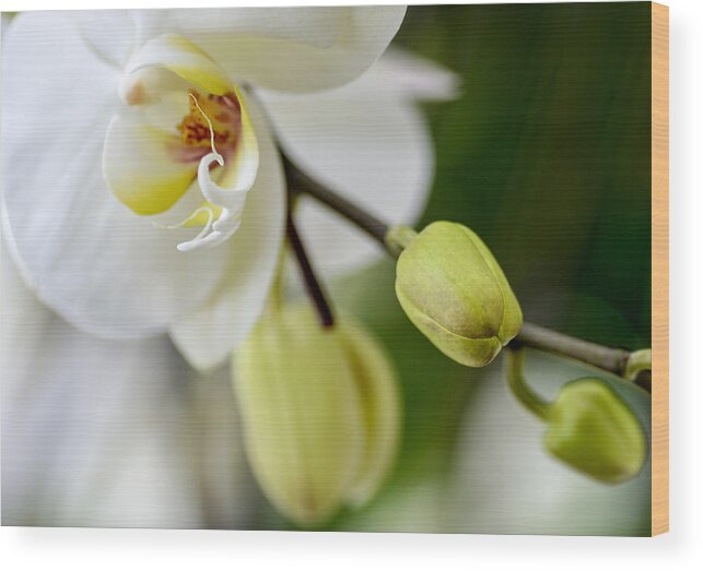 Orchid Wood Print featuring the photograph Waiting to Bloom by Julie Palencia