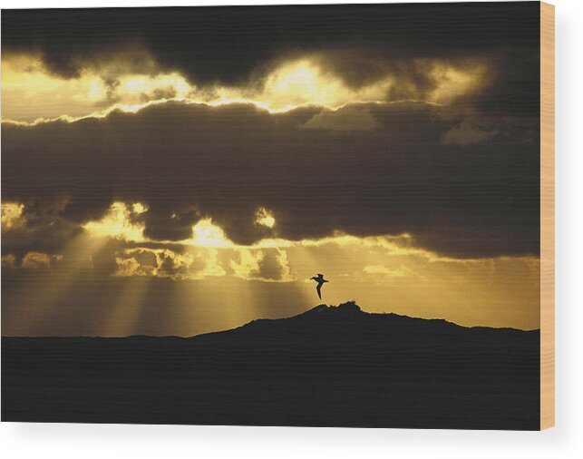 Feb0514 Wood Print featuring the photograph Wandering Albatross Over Drake Passage by Colin Monteath