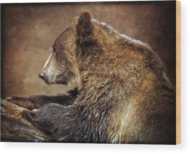 Bears Wood Print featuring the photograph Wandering by Elaine Malott