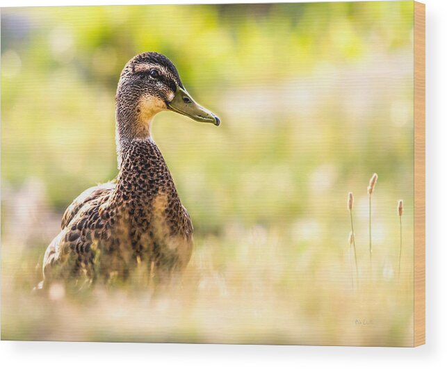 Duck Wood Print featuring the photograph Warm Summer Morning And A Duck by Bob Orsillo