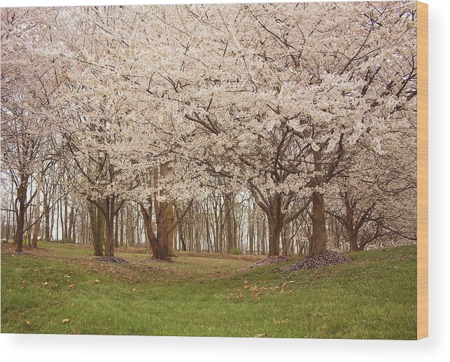 Flower Wood Print featuring the photograph Washington DC Cherry Blossoms by Kim Hojnacki