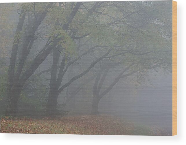 Oregon Wood Print featuring the photograph Washington Park Fog 1 by Ken Dietz