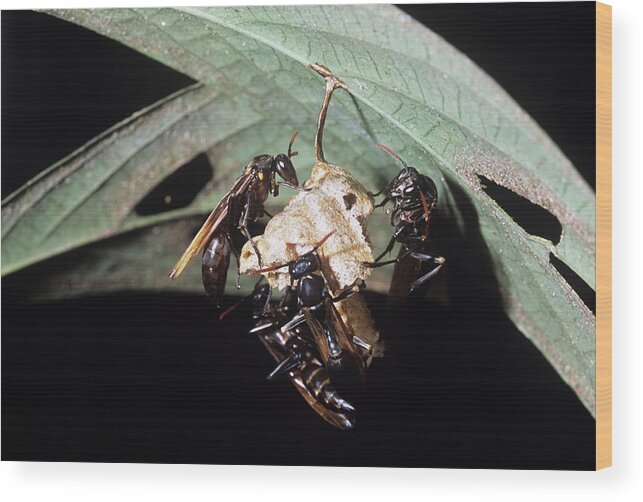 Nest Wood Print featuring the photograph Wasp Nest Under A Leaf by Dr Morley Read/science Photo Library