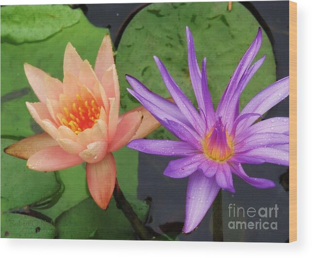 Water Lilies Wood Print featuring the photograph Water Lilies 011 by Robert ONeil
