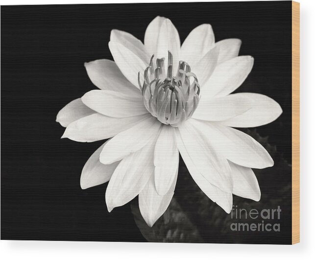 Landscape Wood Print featuring the photograph Water Lily Ballerina by Sabrina L Ryan
