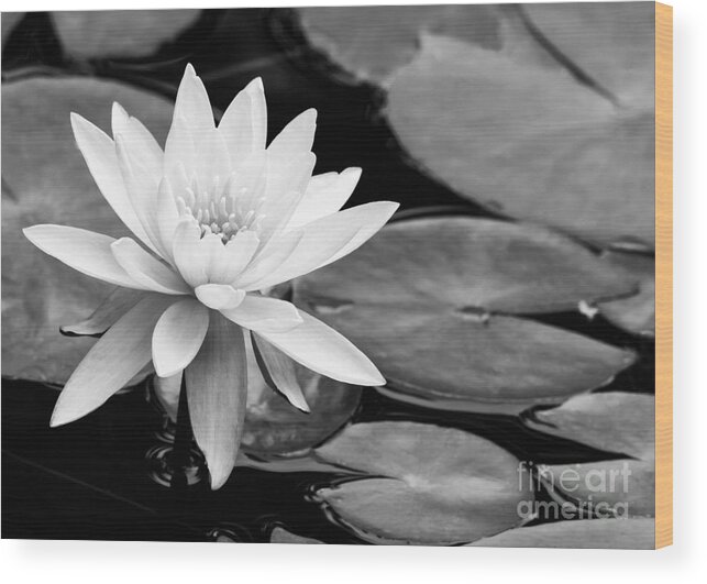 Landscape Wood Print featuring the photograph Water Lily in the Lily Pond by Sabrina L Ryan