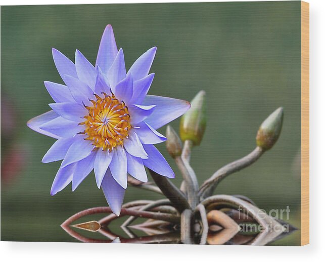 Flowers Wood Print featuring the photograph Water Lily Reflections by Kathy Baccari