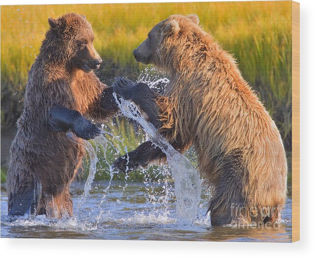 Alaskan Brown Bears Wood Print featuring the photograph Watering Hole Dispute by Aaron Whittemore