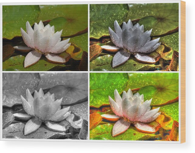 Bloom Wood Print featuring the photograph Waterlily Collage 2 by Dimitry Papkov