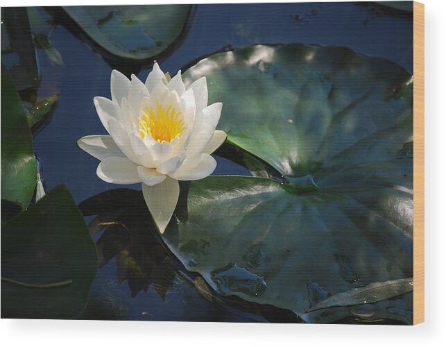 Waterlily Wood Print featuring the photograph Waterlily by Janis Knight