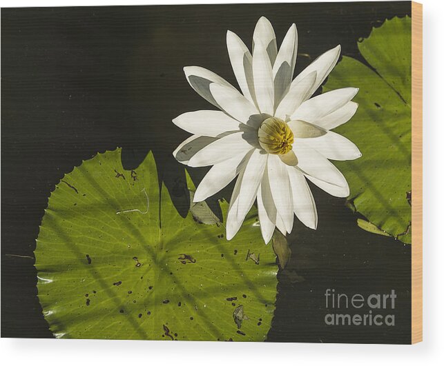 Water Lily Wood Print featuring the photograph Waterlily Through a Fence by Terry Rowe