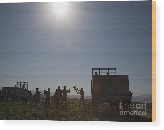 Agriculture Wood Print featuring the photograph Watermelon Harvest by Jim West