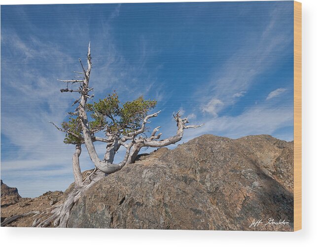 Alpine Lakes Wilderness Wood Print featuring the photograph Weathered Fir Snag Growing on a Boulder by Jeff Goulden