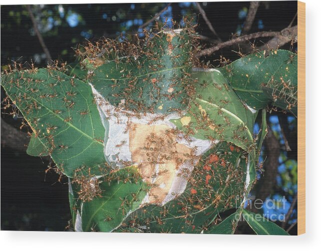 Green Tree Ant Wood Print featuring the photograph Weaver Ants by Gregory G. Dimijian, M.D.