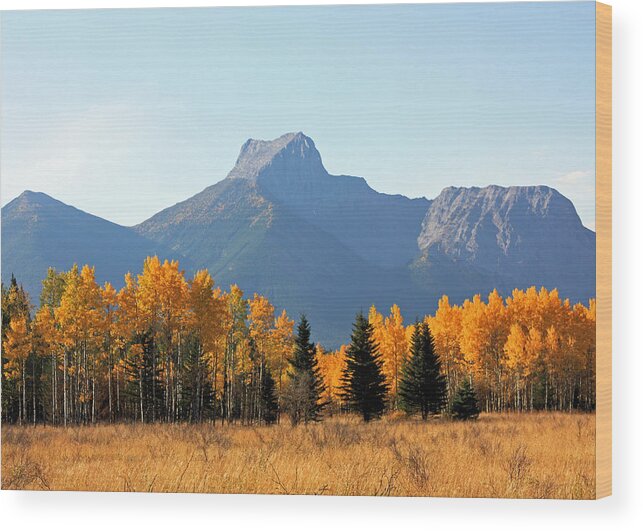 Landscape Wood Print featuring the photograph Wedge Mountain and Aspen by Gerry Bates