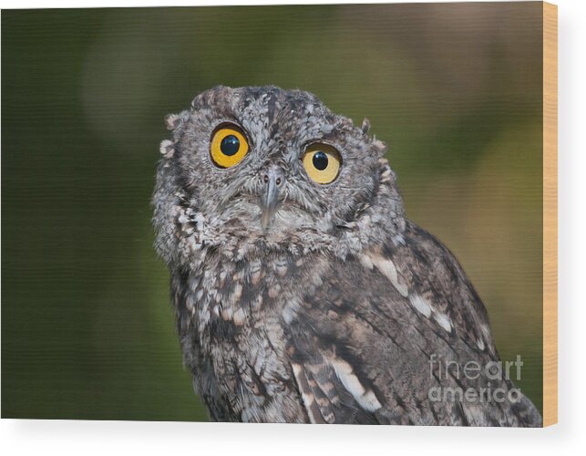 Western Screech Owl Wood Print featuring the photograph Western Screech Owl No. 3 by John Greco