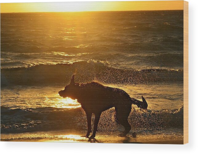Pets Wood Print featuring the photograph Wet Shaking Dog At Beach by Autumnn