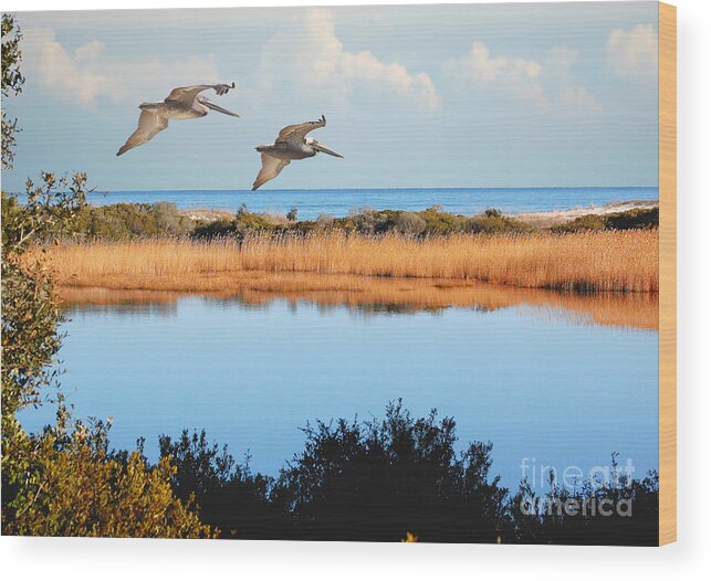 Pelicans Wood Print featuring the photograph Where The Marsh Meets The Atlantic by Kathy Baccari