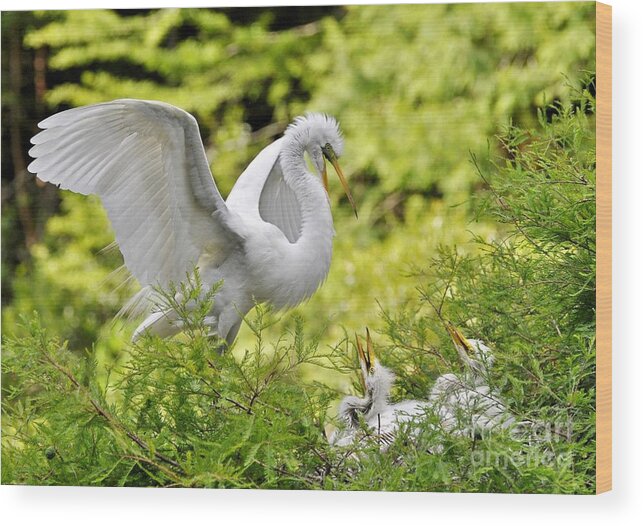 Egret Wood Print featuring the photograph Where's Our Lunch Ma by Kathy Baccari