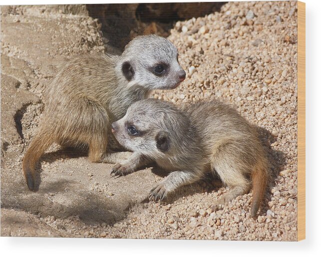 Meerkat Wood Print featuring the photograph Which Way Now - Baby Meerkats by Margaret Saheed