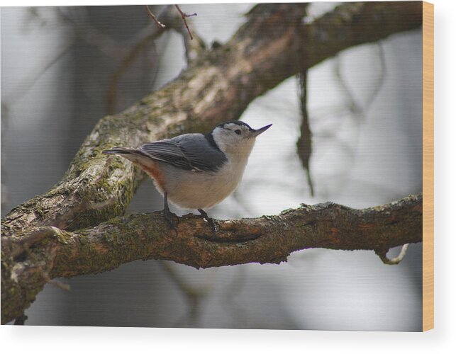 Bird Wood Print featuring the photograph White Breasted Nuthatch by Wanda Jesfield